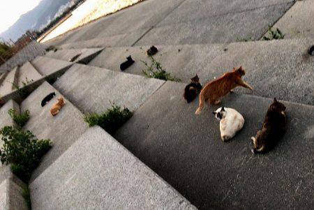 西宮跳ね橋　連日５０ＵＰ